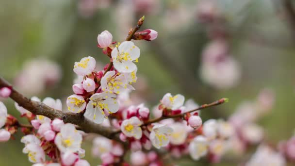 美しい春の花。春だ。白い花、木の庭で開花し、自然を咲かせます。春の気分、自然の目覚め. — ストック動画