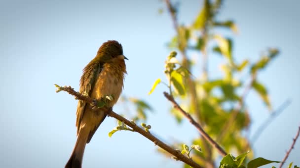 Uccello variopinto, periodo di riproduzione. Naso appuntito, colibrì verde-giallo siede su un gambo. — Video Stock