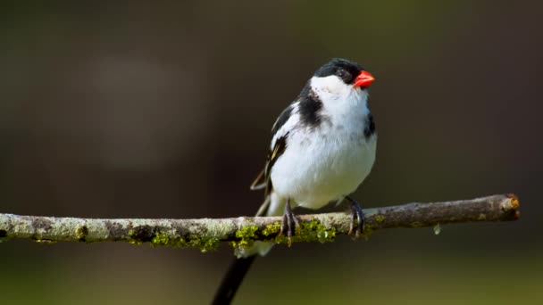 Taeniopygia guttata Beautiful Bird sitter på en gren. — Stockvideo