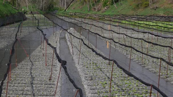 Día de la Tierra. Tiro de siembra. Concepto de ecología. Nueva vida. — Vídeos de Stock