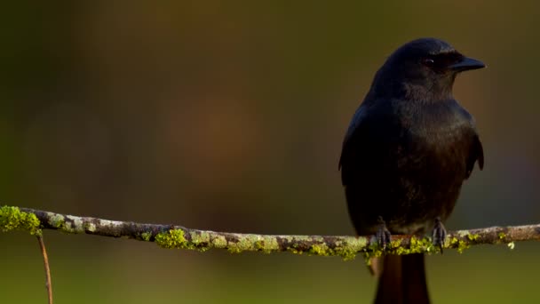 나뭇가지에 앉아 있는 아름다운 새. — 비디오