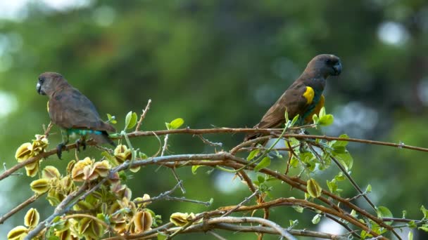Vacker fågel som sitter på en gren. En papegoja. — Stockvideo