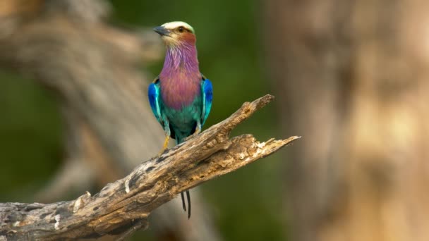 자연이야. 자유 로운 자연. 나무 위의 새. 봄의 자연. 어린 새. — 비디오