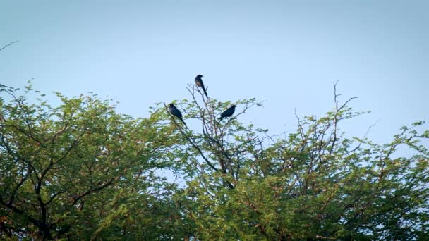 Vårens natur. Unga fågel. Vild natur. Fri natur. Fågel på ett träd. — Stockvideo