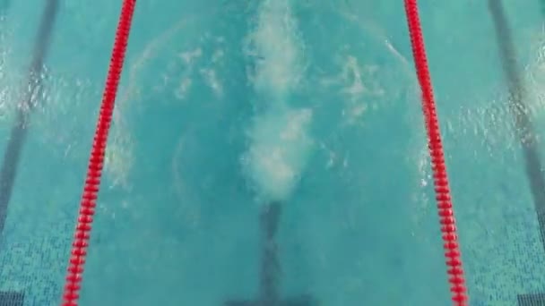 Competencia, fitness. Atleta profesional nadador realizando mariposa, técnica de rastreo frontal. Gafas en la piscina. Deporte y resistencia. Buceo en la piscina de agua. — Vídeos de Stock