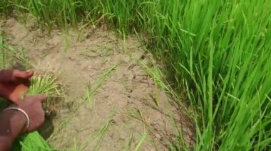 Eldivenli kadın yeşil çimenleri yırtıyor. Bahçıvanlık