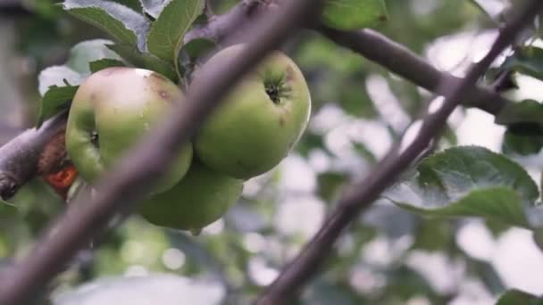 Äppelträd, skörd. Mogna saftiga frukter svajar på en trädgren. Jordbrukslivsmedel. — Stockvideo