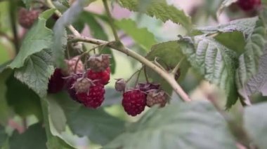 Yaz bahçesindeki bir çalılıkta olgun ahududular. Bahçedeki bir dalda ahududu.