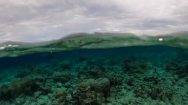 Okyanus suyu, tüplü dalış. Tropikal balık ve mercanlarla dolu güzel sualtı manzarası. Yaşam mercan resifi.