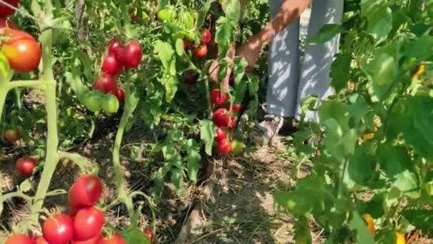 Jordbrukaren inspekterar sin tomatgröda. Röda mogna ekologiska tomater på grenen. Ekologisk skörd i trädgård, jordbruk, jordbruk. — Stockvideo