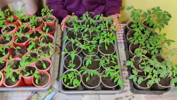 Un agricultor jardinero con guantes planta plántulas de tomate. Agricultura ecológica. Plantación de plántulas en primavera en la plantación. — Vídeo de stock