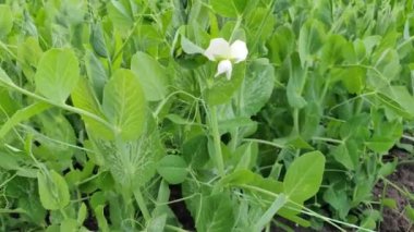 Taze bezelye ve bezelye kabukları. Taze bezelye hasadı yapan sağlıklı yiyecekler. Bezelyeler çiftlikte yetişiyor. Tarım alanı.