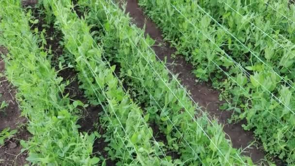 緑の新鮮なエンドウ豆とエンドウ豆のポッド。健康食品緑のエンドウ豆の作物を収穫する。農業分野の緑のエンドウ豆の鞘。農場で育つエンドウ豆. — ストック動画