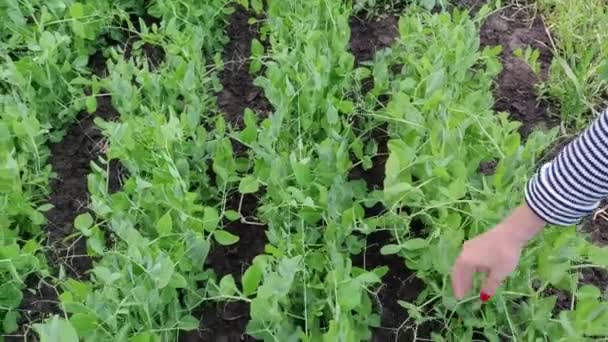 农田上有绿豆和豌豆豆荚.健康的食物收获一季青豆。在农场上种植豌豆. — 图库视频影像