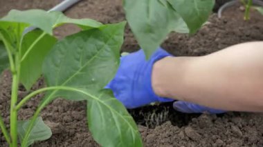 Çiftçi elleri toprağa gömülü yeşil fidanlar eker. İlkbaharda fideleri filizlendirmek. Eldivenli bir bahçıvan salatalık tohumları ekiyor. Çevre dostu tarım.