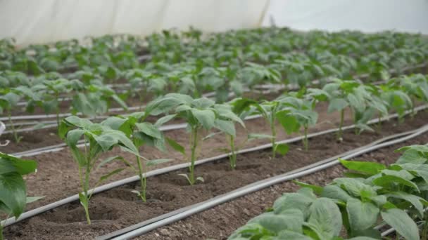 Környezetbarát mezőgazdaság. Ültetés palánták tavasszal az ültetvényen. — Stock videók