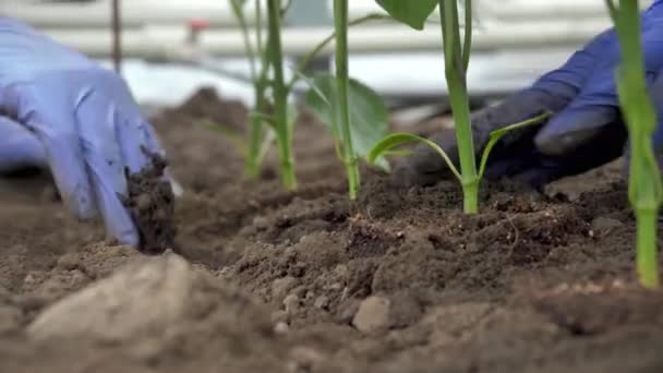 Ekologické zemědělství. Farmář zasadí zelené sazenice s rukama v zemi. Sázení sazenic na jaře na plantáži. Zahradník s rukavicemi rostliny okurkové sazenice. — Stock video