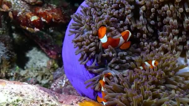 Pływanie tropikalnych klaunów. Kolorowe żywe ryby świecą, akwarium pod ultrafioletowym światłem uv. Zwierzęta domowe. Ryby w akwarium. — Wideo stockowe