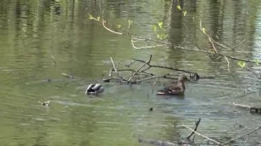 Ördekler gölette yüzer. Vahşi yaşam. Seyahat et. Hayvanlar ve insanlar birlikte..