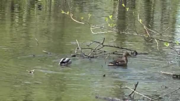 Enten schwimmen auf dem Teich. Wildtiere. Reisen. Tiere und Menschen zusammen. — Stockvideo