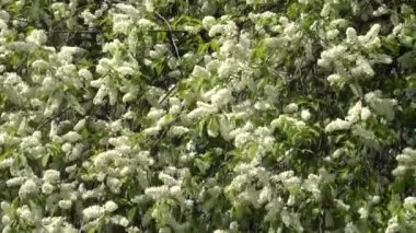 Doğanın uyanışı. Prunus padus. Bahar çiçekleri. Güzel meyve bahçesi. İlkbahar. Beyaz çiçek, ağaçların bahçesinde çiçek açıyor..