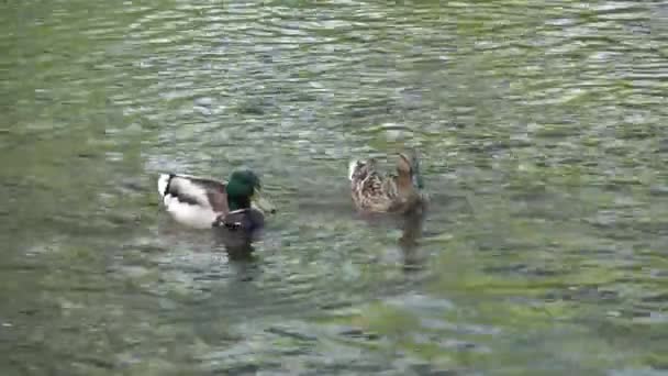 Enten schwimmen auf dem Teich. Wildtiere. Tiere und Menschen zusammen. Reise. — Stockvideo