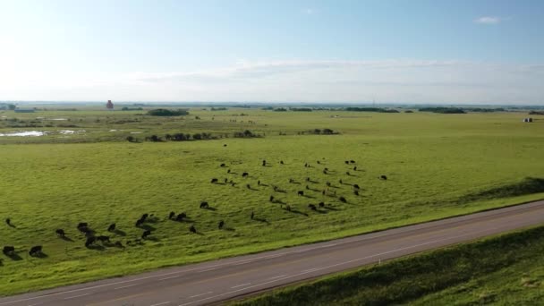 Buffalos Grazing. Bison rebaño en valle alto ángulo por encima de la vista aérea. Bisonte americano, becerros jóvenes bisonte. — Vídeo de stock