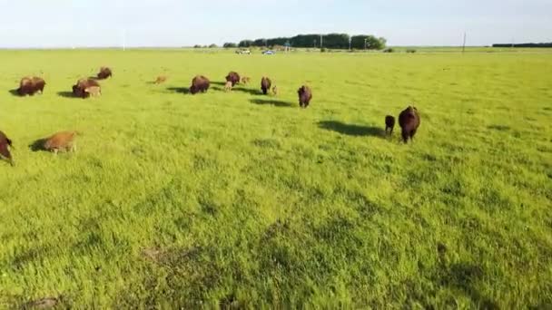 Bison rebaño en valle alto ángulo por encima de la vista aérea. Bisonte americano, becerros jóvenes bisonte. — Vídeo de stock