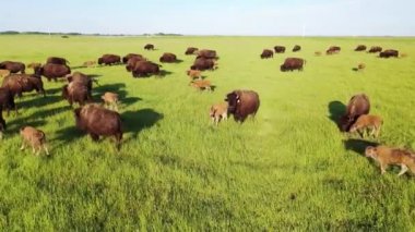 Bison herd in valley high angle above, American Bison, bison young calves. Aerial view.