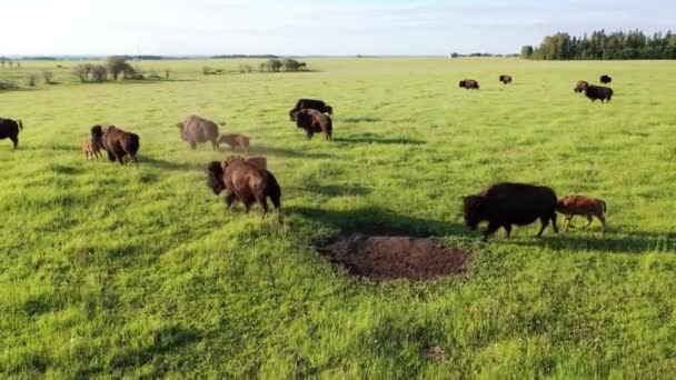 Bison rebaño en valle alto ángulo arriba, bisonte americano, bisonte jóvenes terneros. — Vídeo de stock