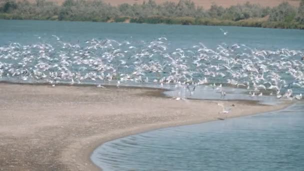 Möwenschwärme fliegen tagsüber über Meer und Strand. Große weiße Möwen am Sandstrand. — Stockvideo