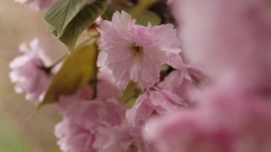 Çiçekler. İlkbahar. Ağaçların bahçesinde çiçek açıyor, doğanın çiçeklerini açıyor. Güzel bahar havası, doğanın uyanışı..