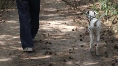 Parkta köpeklerini gezdiren bir kız. Köpeklerle neşeli bir yürüyüş. Köpeği yürüyüşe çıkar, tatlım. Dalmaçyalı. İnsanlar ve bir köpek ormanda yürüyor..