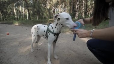Kız ve Dalmaçyalı bir köpek. Evcil hayvanla neşeli bir yürüyüş. Köpekle yürü..