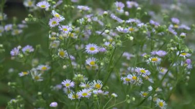 Papatya çiçekleri rüzgara karşı kapanıyor. Bitkisel çiçek, tıbbi ve kozmetik amaçlı. Yüksek kalite 4k görüntü