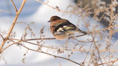 Erkek Finch 'in kurutulmuş tohumlarla beslenmesi, Hızlı Penisli Kış Avcılığı ve Kabarık Tüyler, Dinamik