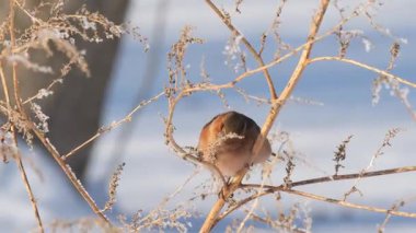 Erkek Finch 'in kurutulmuş tohumlarla beslenmesi, Hızlı Penisli Kış Avcılığı ve Kabarık Tüyler, Dinamik