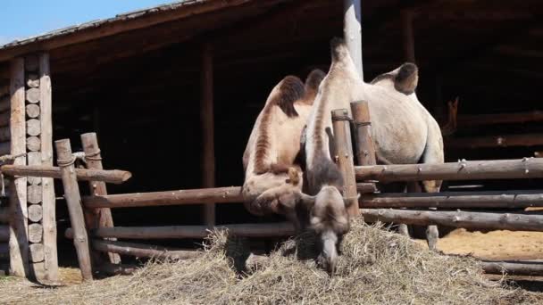 Två kameler på gård — Stockvideo