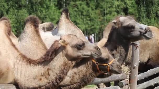 Два верблюда на ферме — стоковое видео
