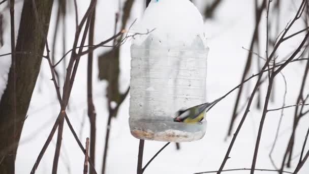 Mees vogels bij vogelhuisje — Stockvideo