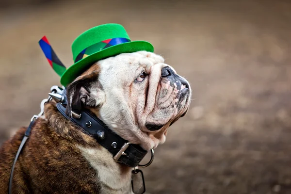 İngilizce bulldog St Patricks Günü şapkası