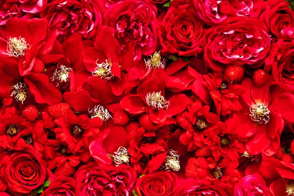 Rode kleur bloemen — Stockfoto