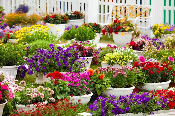 Des fleurs de jardin de différentes couleurs dans des pots — Photo