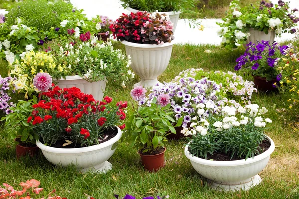 Tuin bloemen in verschillende kleuren in potten — Stockfoto