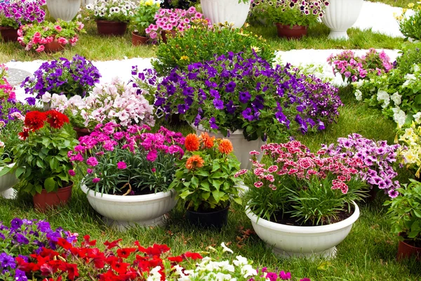 Flores do jardim de cores diferentes em vasos — Fotografia de Stock