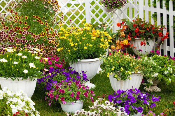 Ogród kwiatów o różnych kolorach w doniczkach — Zdjęcie stockowe