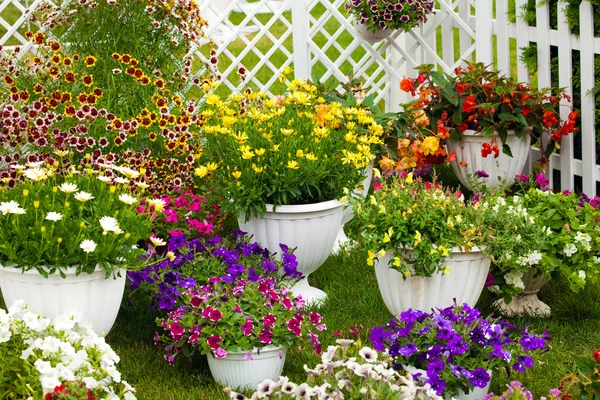 Des fleurs de jardin de différentes couleurs dans des pots — Photo