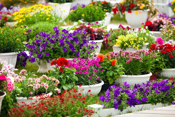 Trädgård blommor i olika färger i krukor — Stockfoto