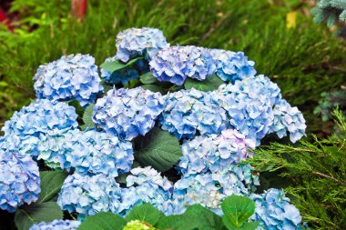 Mavi ortanca çiçek görünümü kapatın