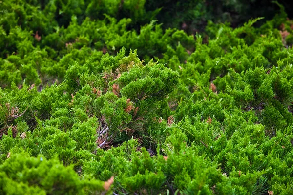 Coníferas anãs árvores fundo — Fotografia de Stock